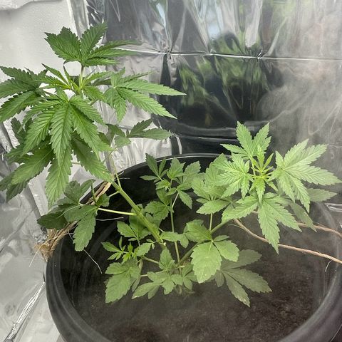 OG Kush growlog timeline photo