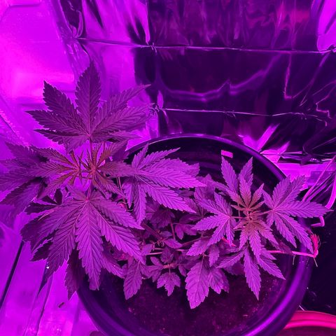 OG Kush growlog timeline photo