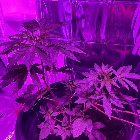 OG Kush growlog timeline photo