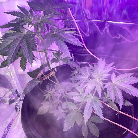 OG Kush growlog timeline photo