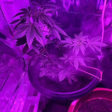 OG Kush growlog timeline photo