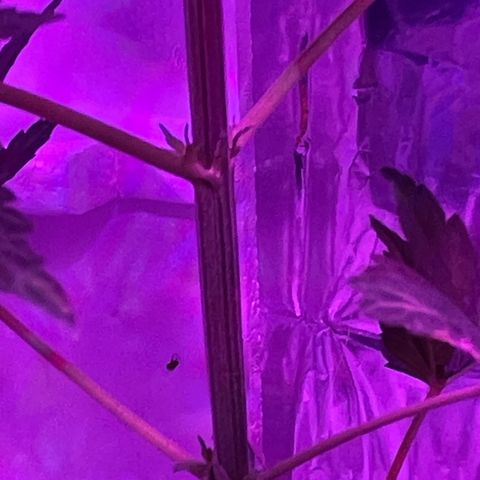 OG Kush growlog timeline photo