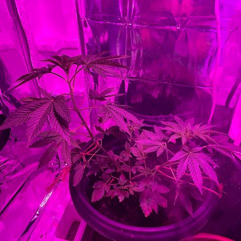 OG Kush growlog timeline photo