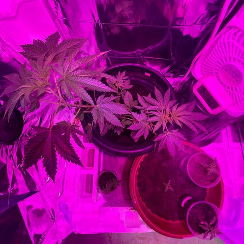 OG Kush growlog timeline photo