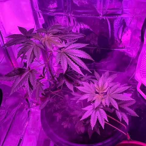 OG Kush growlog timeline photo