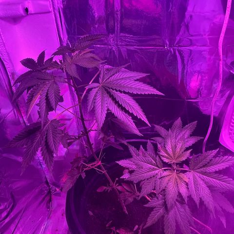 OG Kush growlog timeline photo