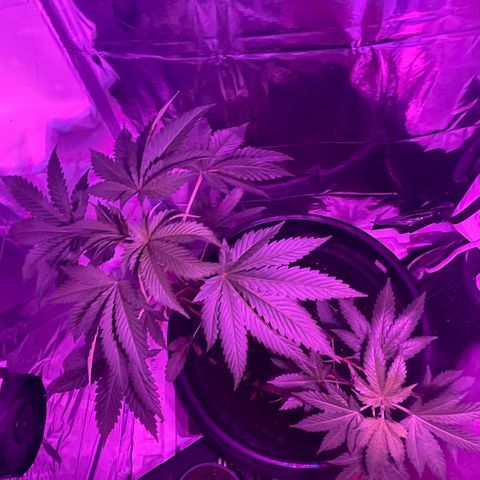 OG Kush growlog timeline photo