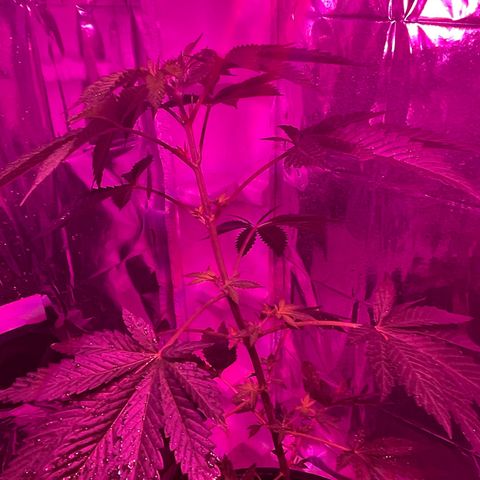 OG Kush growlog timeline photo