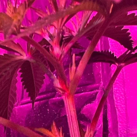 OG Kush growlog timeline photo