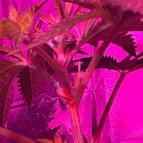 OG Kush growlog timeline photo
