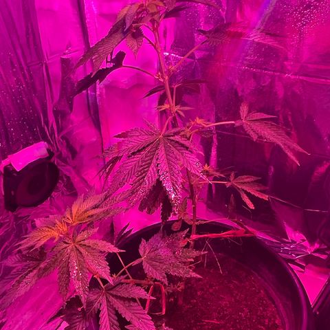 OG Kush growlog timeline photo