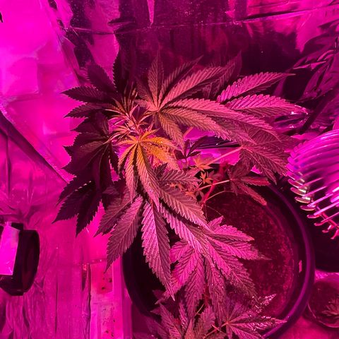 OG Kush growlog timeline photo