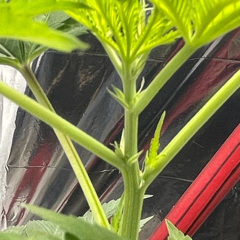 OG Kush growlog timeline photo