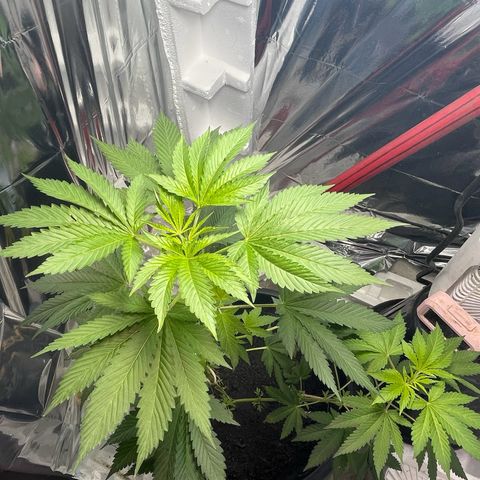 OG Kush growlog timeline photo
