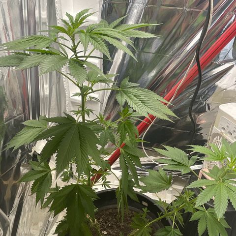 OG Kush growlog timeline photo
