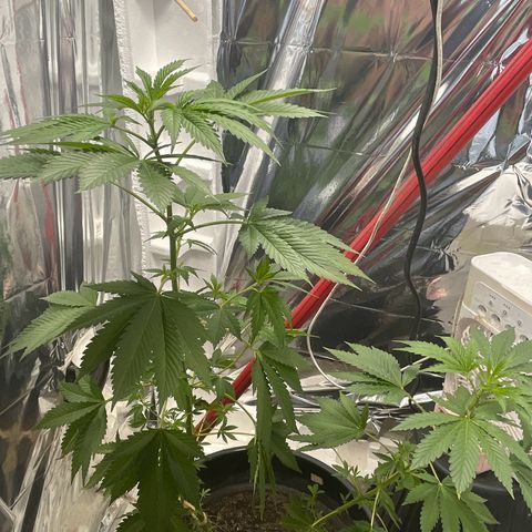 OG Kush growlog timeline photo