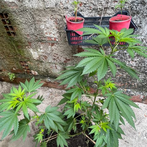 OG Kush growlog timeline photo