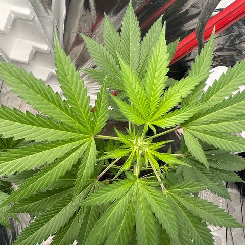 OG Kush growlog timeline photo
