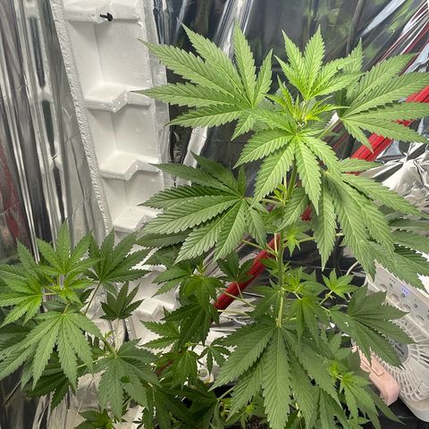 OG Kush growlog timeline photo