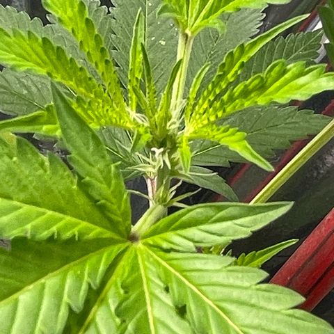 OG Kush growlog timeline photo