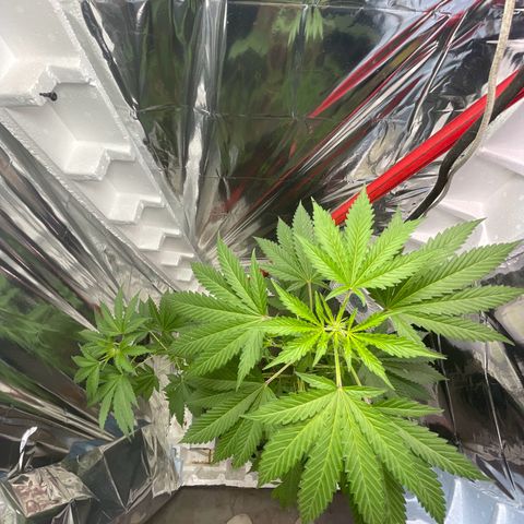 OG Kush growlog timeline photo