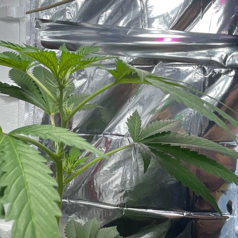 OG Kush growlog timeline photo