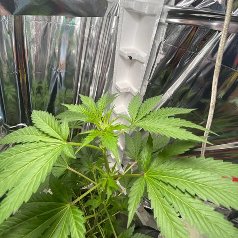 OG Kush growlog timeline photo