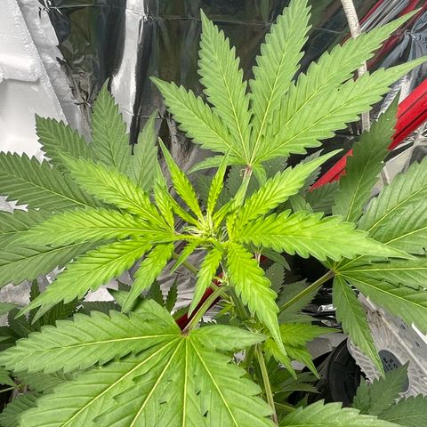 OG Kush growlog timeline photo