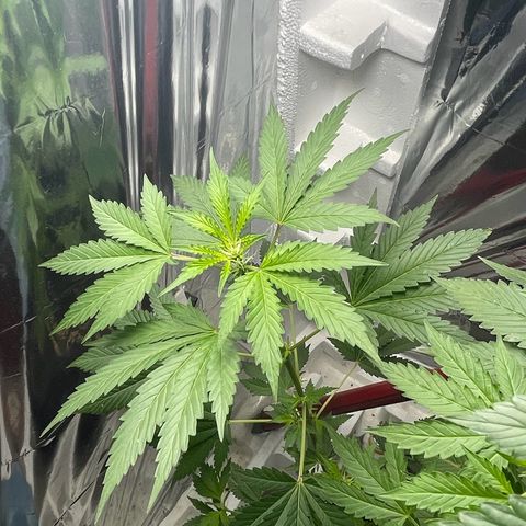 OG Kush growlog timeline photo