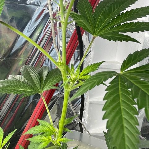 OG Kush growlog timeline photo