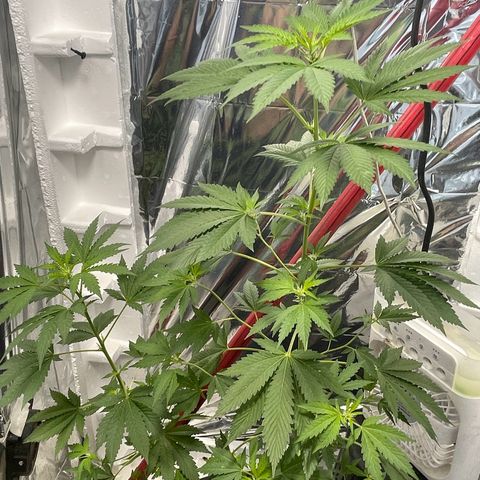 OG Kush growlog timeline photo