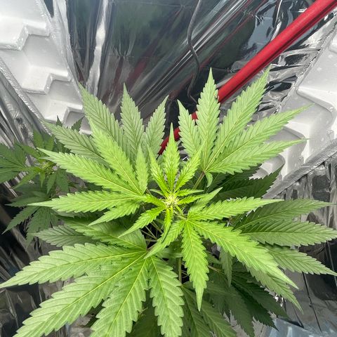 OG Kush growlog timeline photo