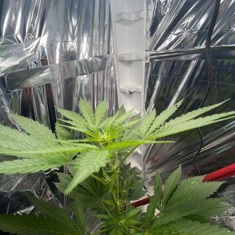 OG Kush growlog timeline photo