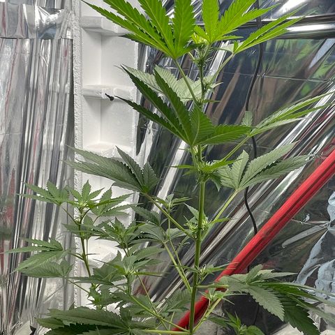 OG Kush growlog timeline photo