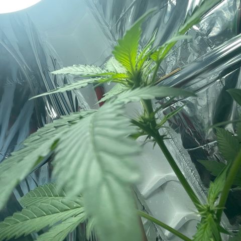 OG Kush growlog timeline photo
