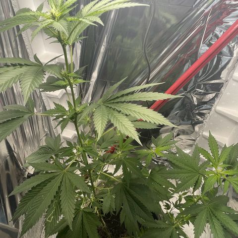 OG Kush growlog timeline photo