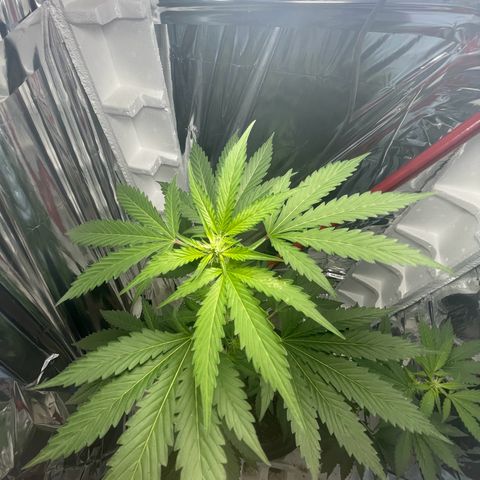 OG Kush growlog timeline photo