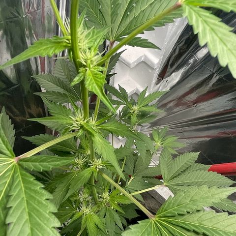 OG Kush growlog timeline photo