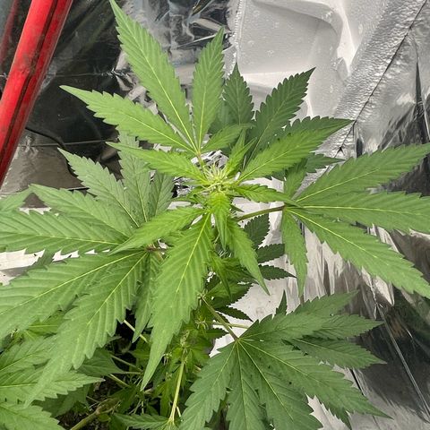 OG Kush growlog timeline photo