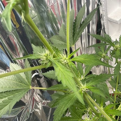 OG Kush growlog timeline photo