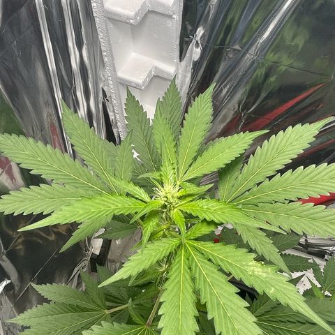 OG Kush growlog timeline photo