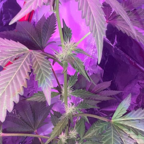 OG Kush growlog timeline photo