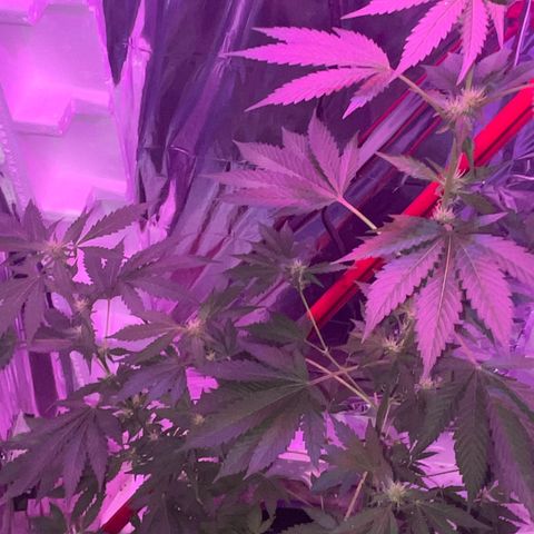 OG Kush growlog timeline photo