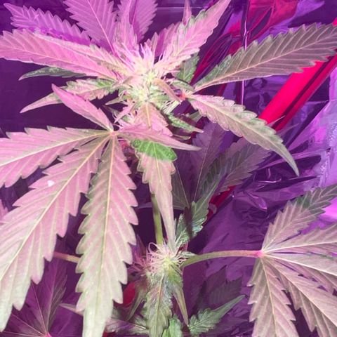 OG Kush growlog timeline photo