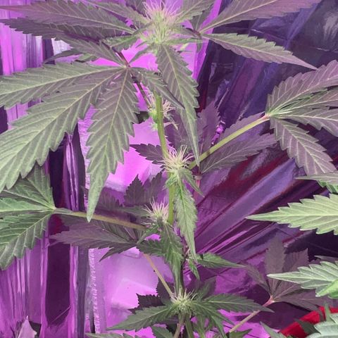 OG Kush growlog timeline photo