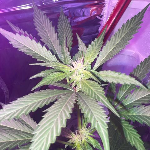 OG Kush growlog timeline photo