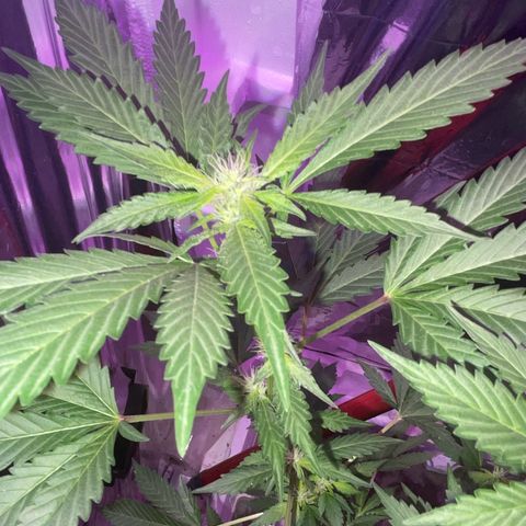 OG Kush growlog timeline photo