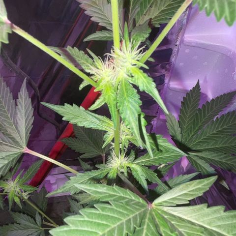 OG Kush growlog timeline photo