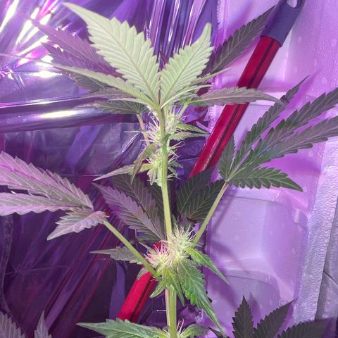 OG Kush growlog timeline photo