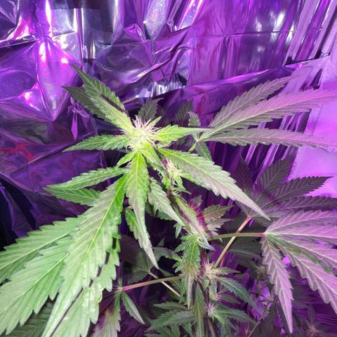 OG Kush growlog timeline photo